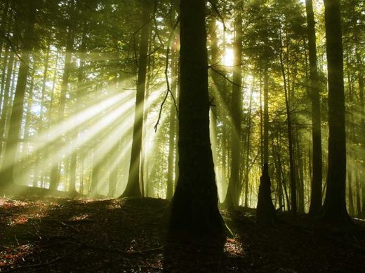 Bosque de Irati